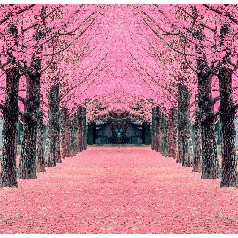 Painel Fotográfico Árvores Rosa N016133 - Papel na Parede