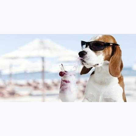 Painel Fotográfico Beagle na praia - Papel na Parede