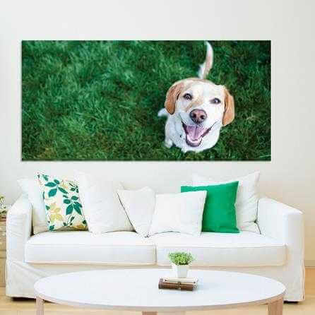 Painel Fotográfico Cachorro Feliz - Papel na Parede