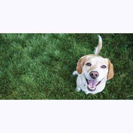 Painel Fotográfico Cachorro Feliz - Papel na Parede