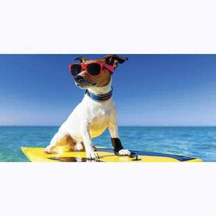 Painel Fotográfico Cão com Óculos de Sol - Papel na Parede