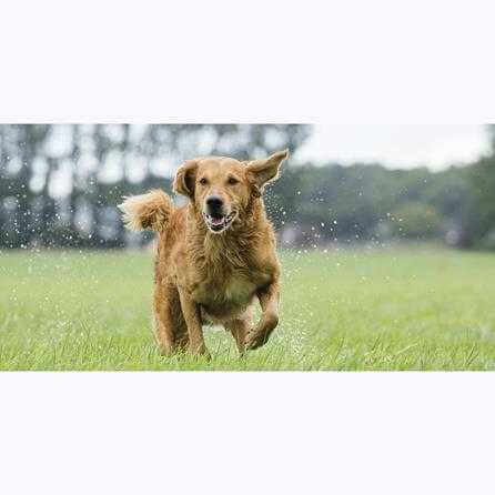 Painel Fotográfico Cão Correndo - Papel na Parede