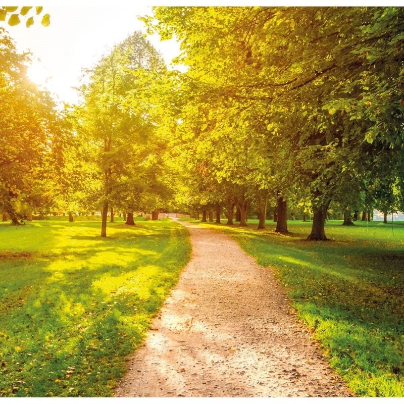 Painel Fotográfico Paisagem Arvores Parque N016127 - Papel na Parede