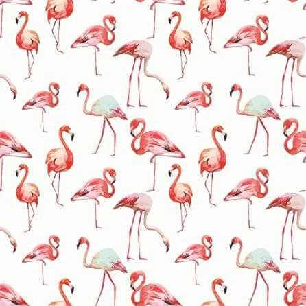 Papel de Parede Adesivo Flamingos N315001 - Papel na Parede