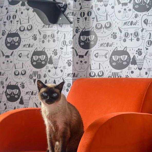 Papel de Parede Adesivo Gato Preto Tumblr 525647 - Papel na Parede
