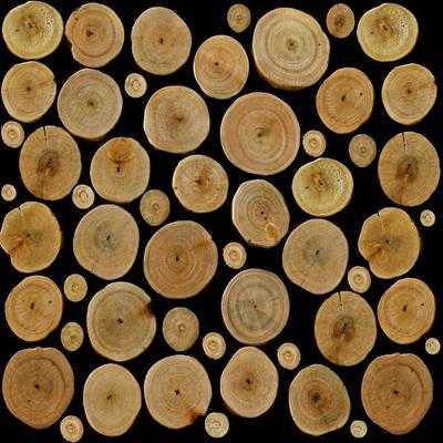 Papel de Parede Adesivo Madeira Árvore Troncos 0141 - Papel na Parede