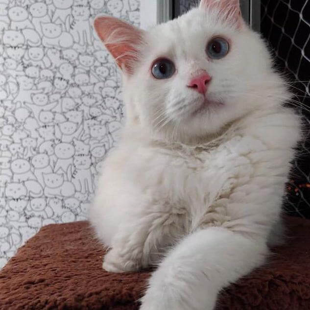 Papel de Parede Adesivo Para Colorir Gatinhos 553657750 - Papel na Parede