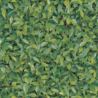 Papel de Parede Texturizado Natural Zen folhas 3480-1 - Papel na Parede