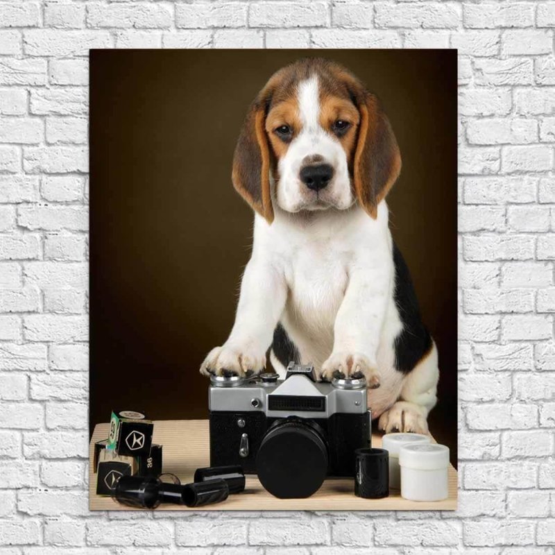 Poster Decorativo Cachorro 143149360 - Papel na Parede