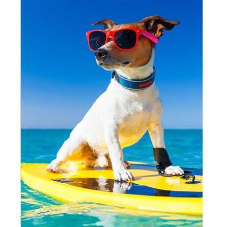 Poster Decorativo Surf Cachorro 219328042 - Papel na Parede