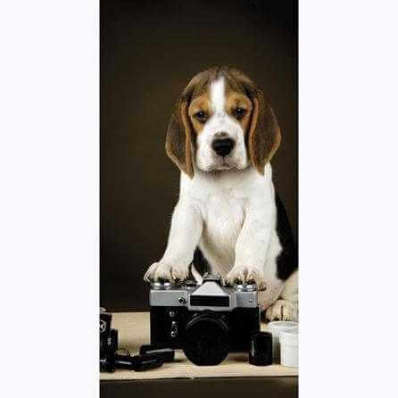 Painel Fotográfico Beagle Filhote com Câmera - Papel na Parede