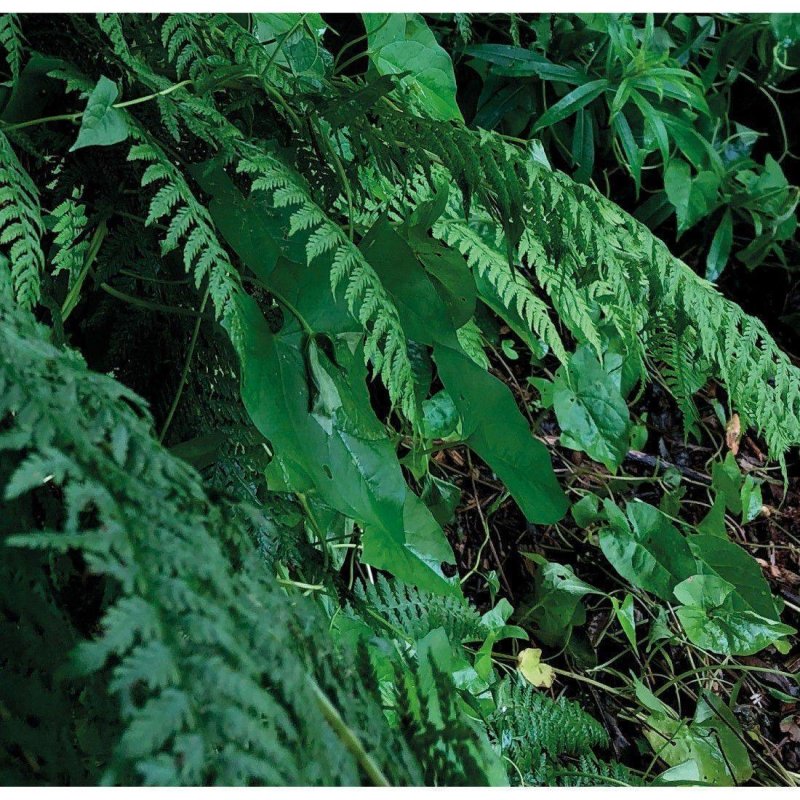 Painel Fotográfico Floresta Folhas Verdes N017150 - Papel na Parede