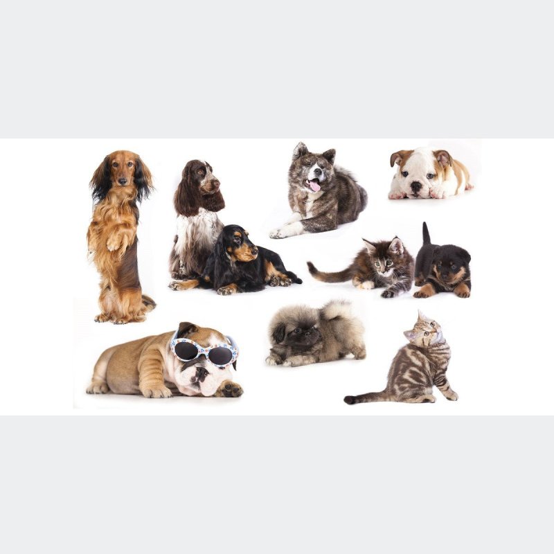 Painel Fotográfico Gatos e Cachorros N012185 - Papel na Parede