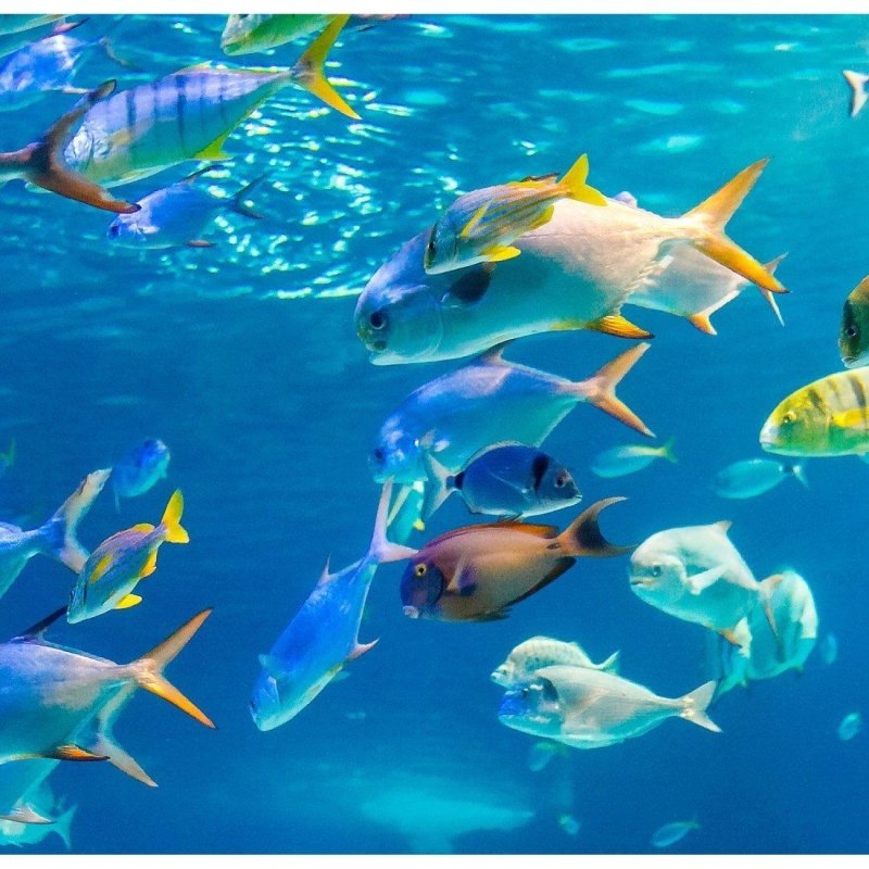 Painel Fotográfico Oceano N014300 - Papel na Parede
