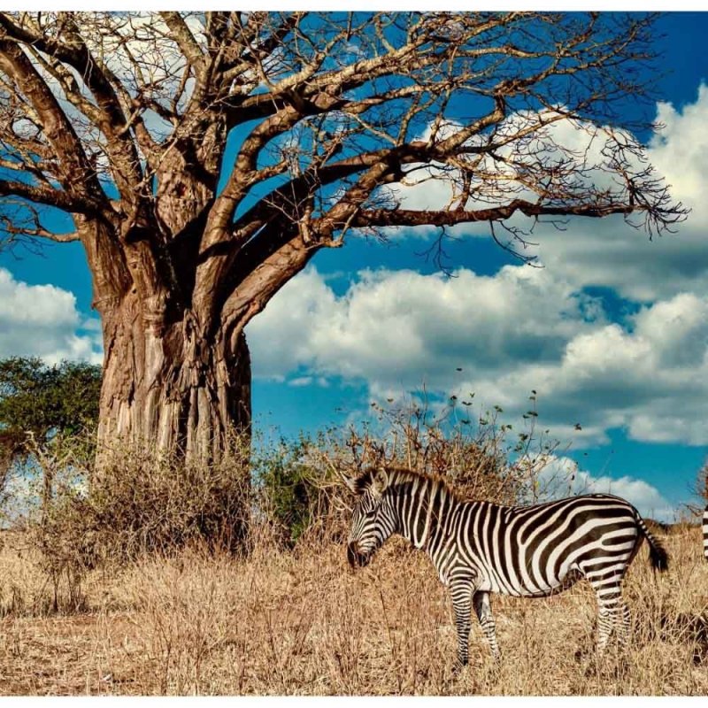 Painel Fotográfico Savana Zebras N014285 - Papel na Parede