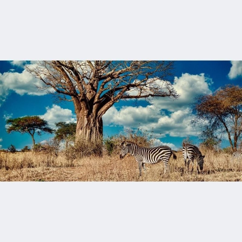 Painel Fotográfico Savana Zebras N014285 - Papel na Parede