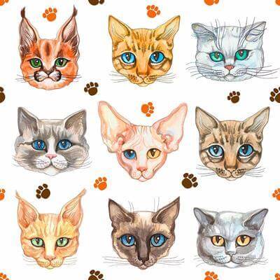 Papel de Parede Adesivo Pet Gato N24728 - Papel na Parede