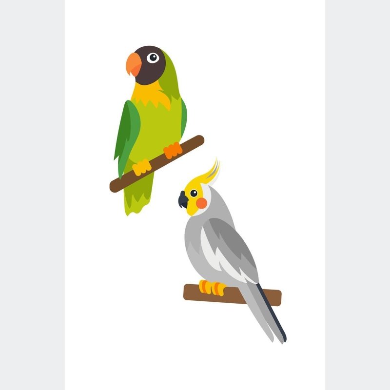 Poster Decorativo Aves Papagaio e Calopsita N010225 - Papel na Parede