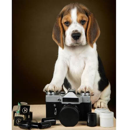 Poster Decorativo Cachorro 143149360 - Papel na Parede