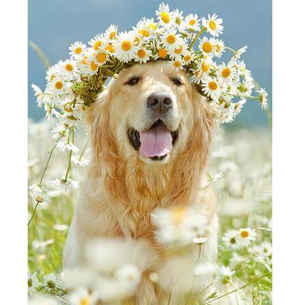 Poster Decorativo Cachorro 406226203 - Papel na Parede