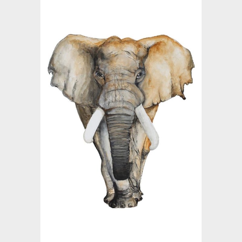 Poster Decorativo Elefante Africano Aquarela N07243 - Papel na Parede